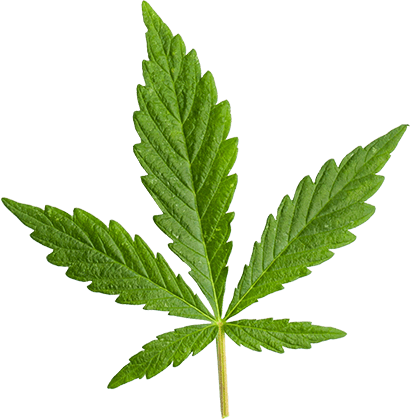 http://spark9.net/wp-content/uploads/2018/12/marijuana_leaf_large.png